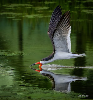 Black skimer bird skimming water surface with wings raised and orange beak touching the green water