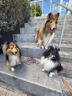 Three Shelties on Stairs