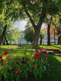Red and yellow tulips in green lawn with large trees and white houses behind
