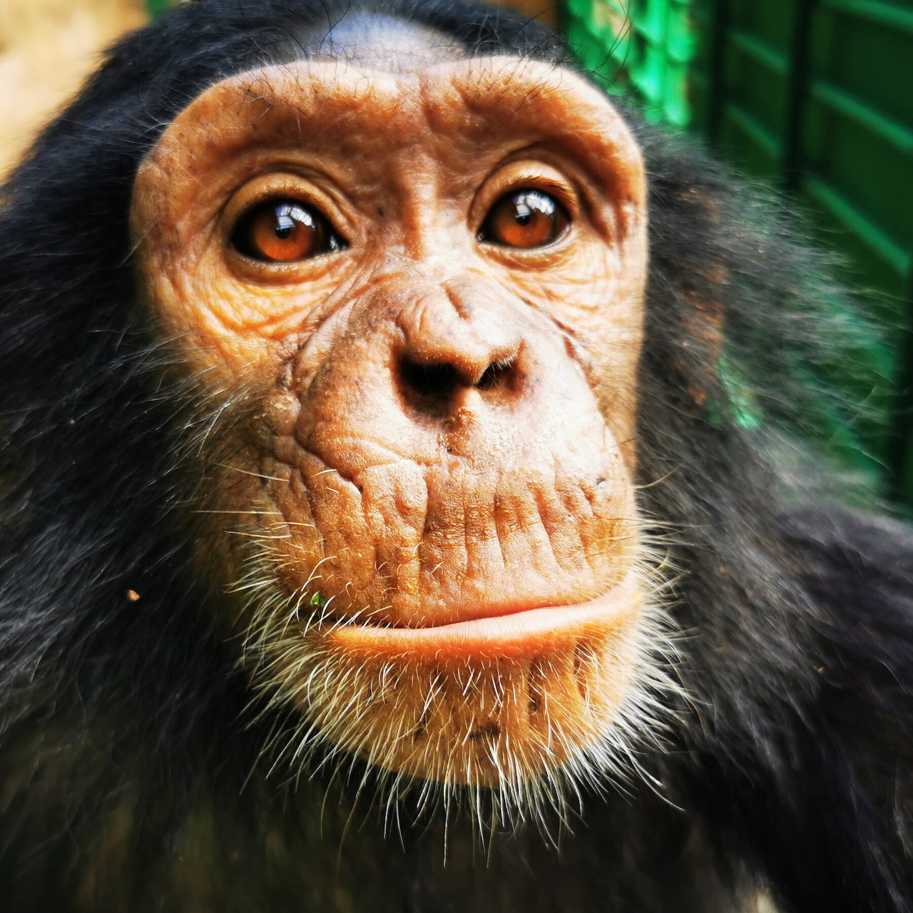 Close-up of a chimpanzee face with brown eyes and dark fur