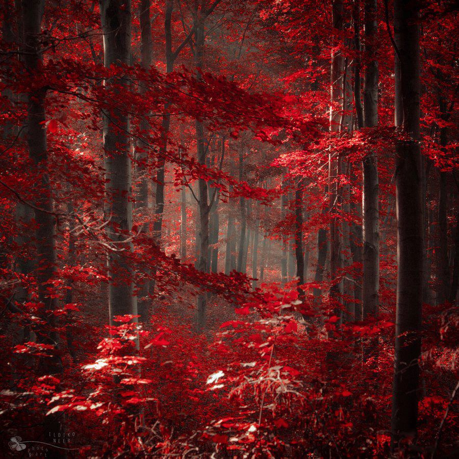 Dark forest with tall tree trunks and bright crimson red leaves
