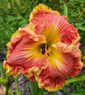 Close-up of a coral and gold ruffled daylily flower bloming in a green garden