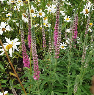 Purple Ehrenpreis flowers and white daisies growing together in a garden with lush green leaves