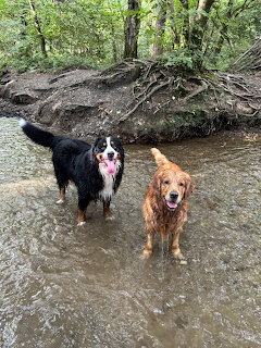 Two wet dogs standing in shallow muddy stream water surrounded by tree roots and forest ground