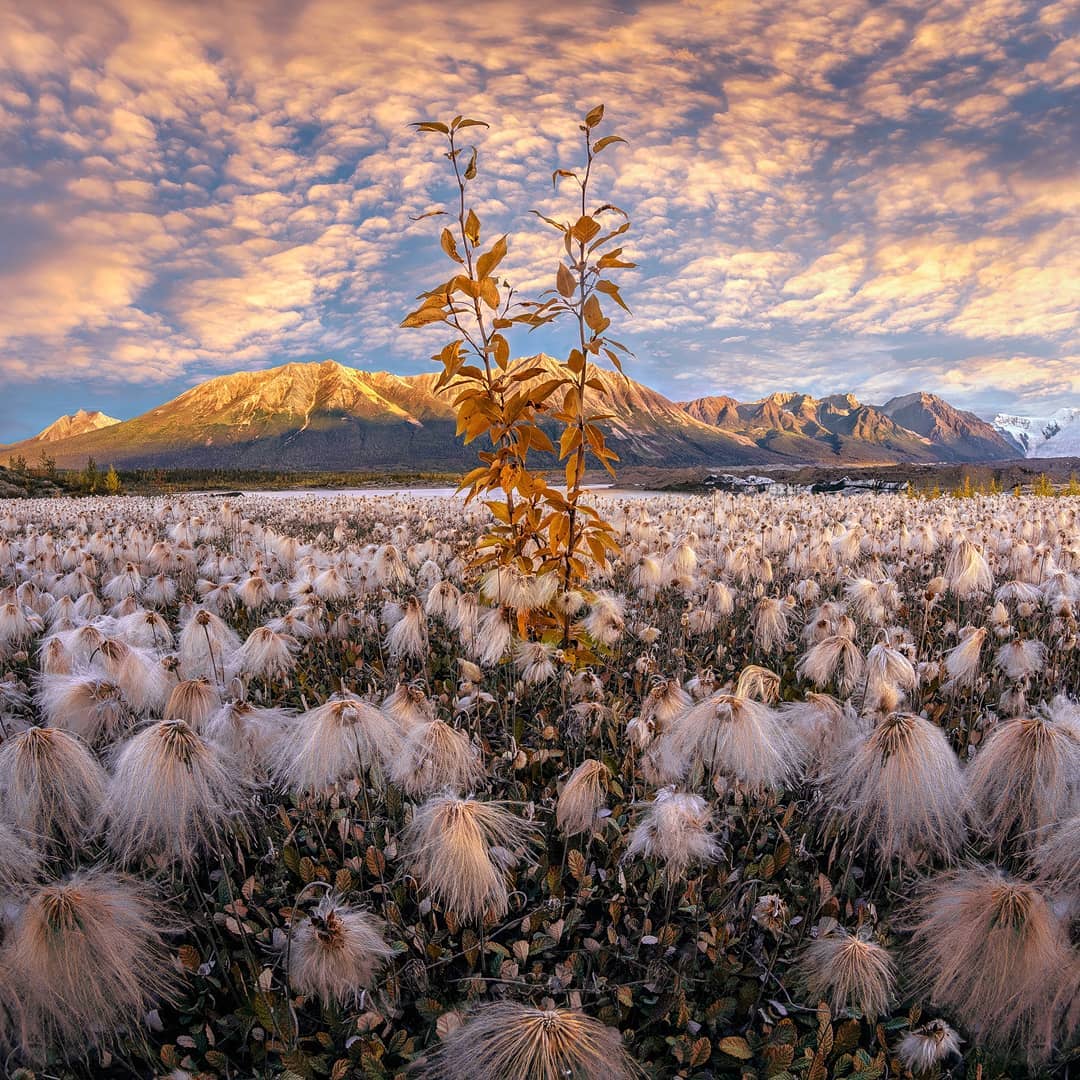 Mountain range at dawn with golden tree, frosted grasses, and pink-orange clouds