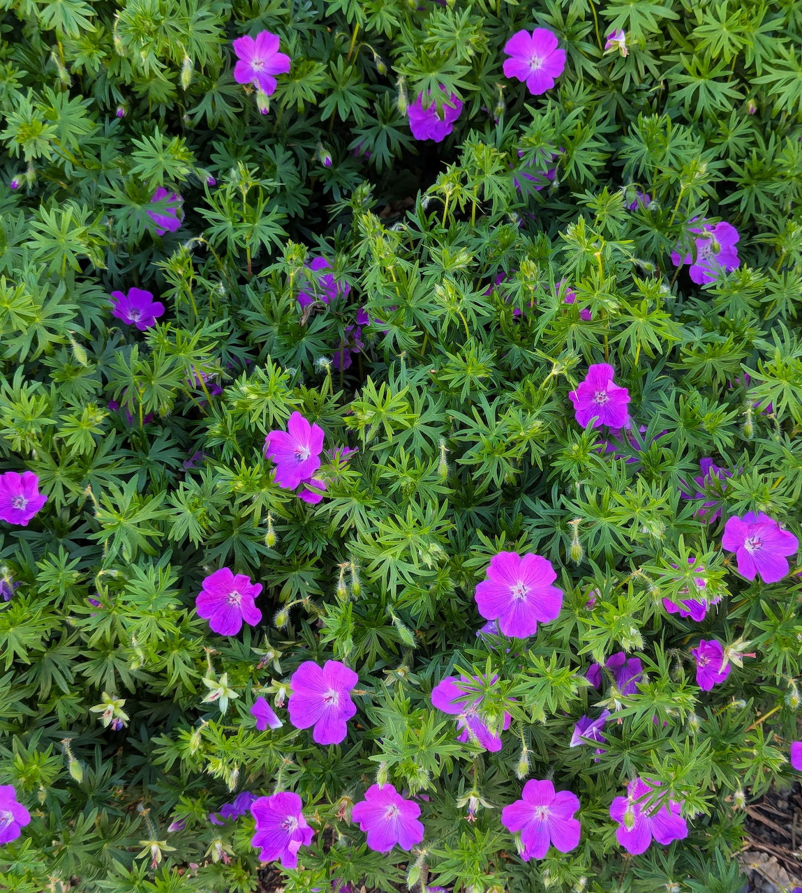 Pink bloody cranesbill flowers with green leaves viewed from above