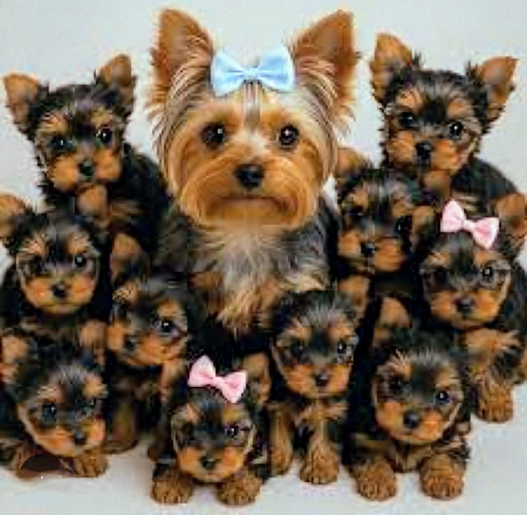 Yorkshire Terrier Mother & Puppies