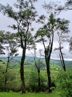 Tall trees in foreground overlooking a green valley with hills and cloudy sky