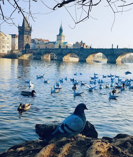 Pigeons by the river with Charles Bridge and Prague skyline in the background