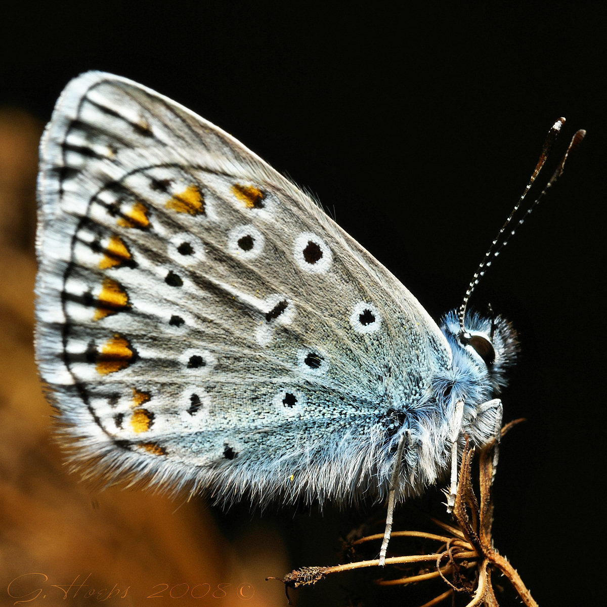 Macro photo of Common Blue butterfly with detailed wing patterns on black background