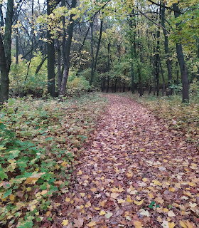 Leaf-covered path through a forest with tall trees and autumn foliage