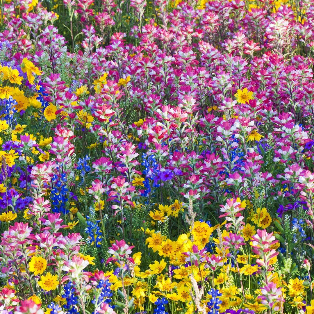 Wildflowers