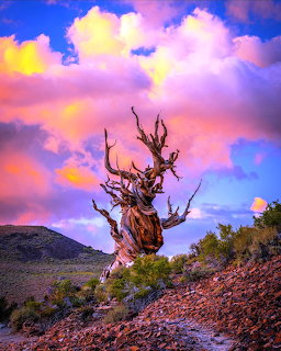Ancient twisted bristlecone pine tree silhouetted against colorful sunset sky in mountain desert landscape