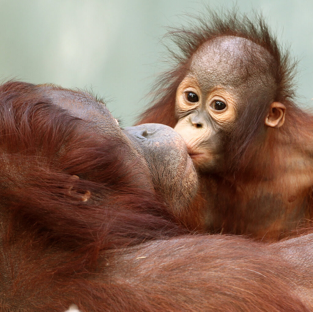 Baby Orangutan with Mother