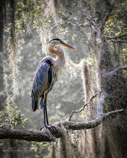 Great Blue Heron