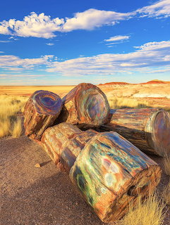 Colorful petrified wood logs in desert grassland with blue sky and distant hills