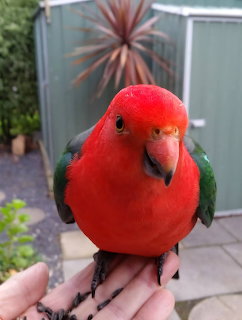 Bright red and green king parrot perched on outstretched hand in garden