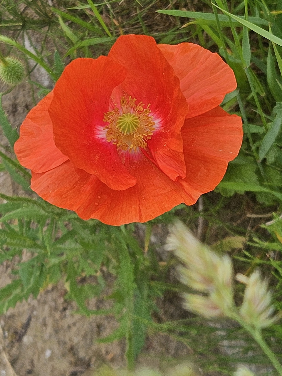 Close-up of a bright orange poppy flower with green leaves around it