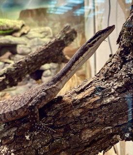 Brown monitor lizard climbing a rough tree branch in a zoo enclosure