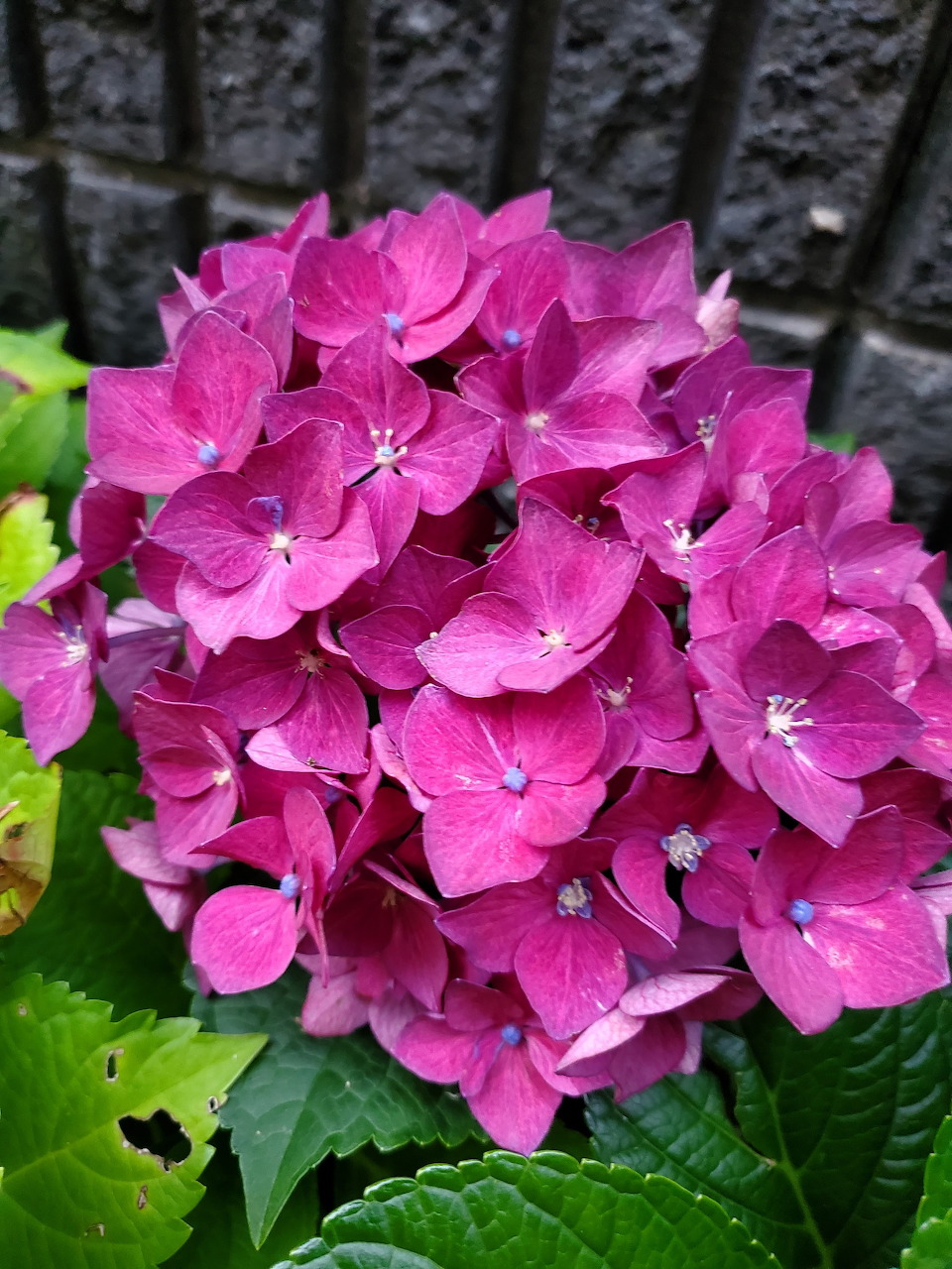 Bright pink hydrangea flower bloom with lush green foliage