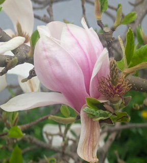 Close-up of a pink and white tulip magnolia flower bloming on a branch with green leaves