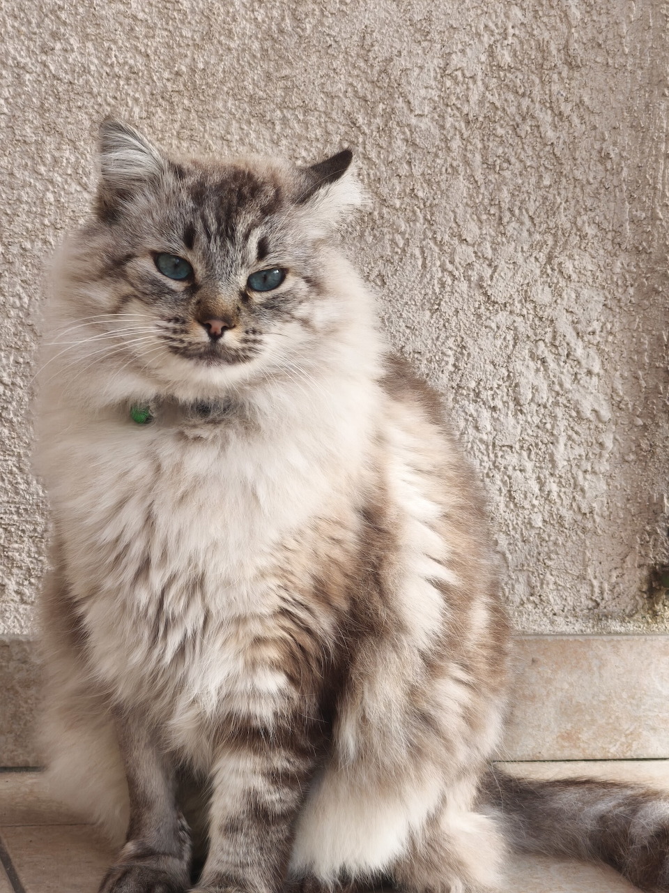 Close-up portrait of a cat with detailed fur and bright eyes