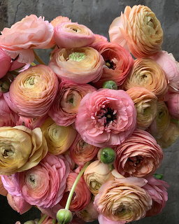 Pink Ranunculus Bouquet