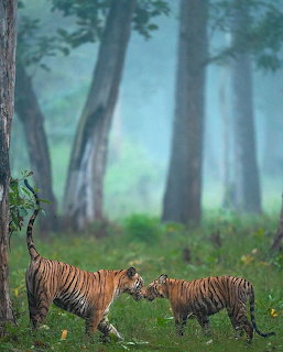 Two tiger cubs playing on grass in a misty green forest with tall dark trees