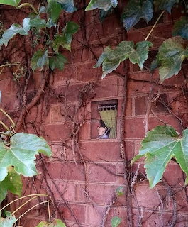 Mouse peeking through small window in ivy-covered brick wall
