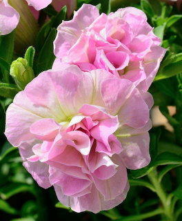 Close-up of a soft pink double-petaled flower with ruffled layers and green leaves in the background