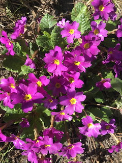 Cluster of bright purple primrose flowers with yellow centers surrounded by green foliage