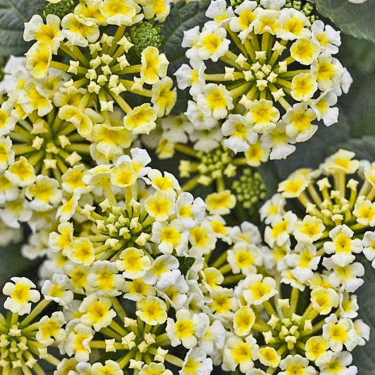 Lantana