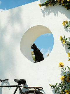 Cat in Circular Window