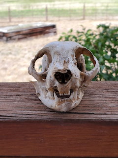 Weathered animal skull sitting on a wooden railing with greenery in the background