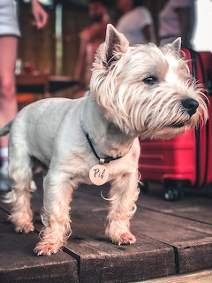 Yorkshire Terrier dog standing on brick pavement in city street