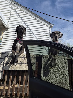 Two Great Dane puppies sitting on the roof of a black car in a residential driveway