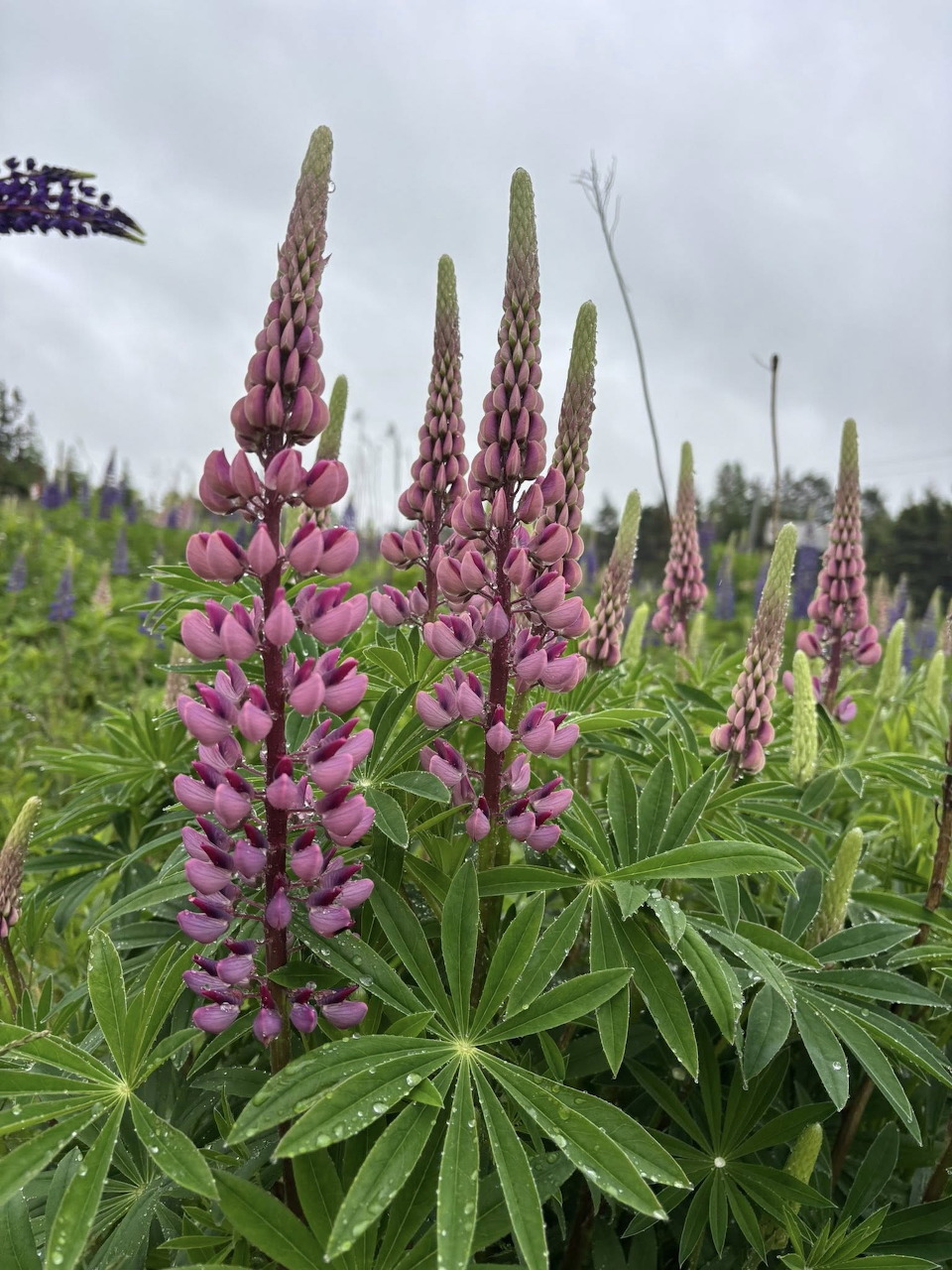 Pink and purple wild lupin flowers blooming in a green field under a cloudy sky