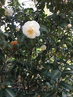 White camellia flowers bloming on a bush with dark green glossy leaves