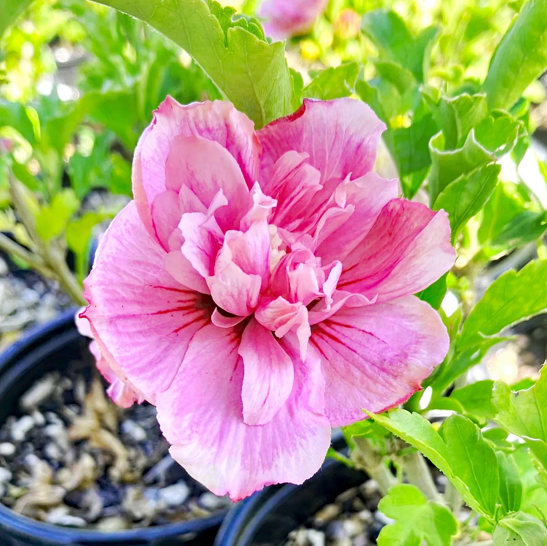 Pink rose of sharon flower with ruffled petals and green leaves