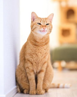 Orange taby cat sitting on floor with mouth open looking like it is smiling