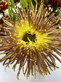Close-up of a yellow spider chrysanthemum with long radiating petals against red flowers and greenery