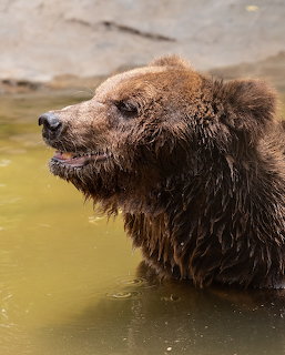 Brown bear with wet fur in profile view, partially submerged in water