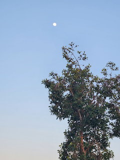 Early Moon Over Tree