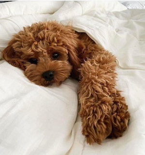 Brown curly-haired Cavoodle puppy lying under white blankets on a bed