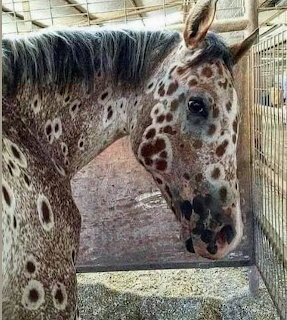 Appaloosa Horse