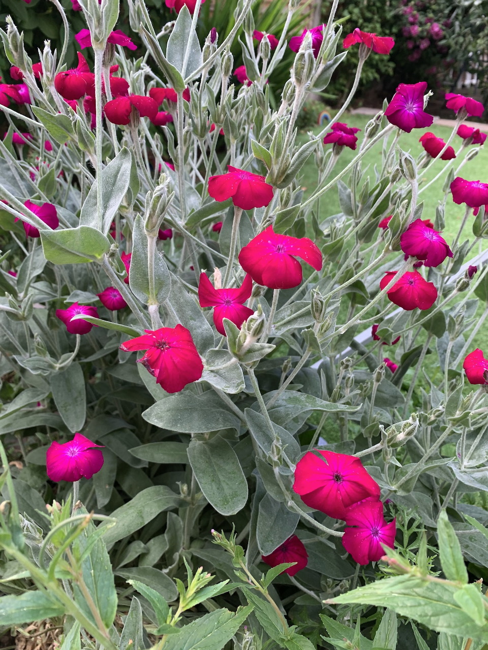 Magenta rose campion flowers with silvery foliage