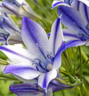 Purple White Striped Flowers