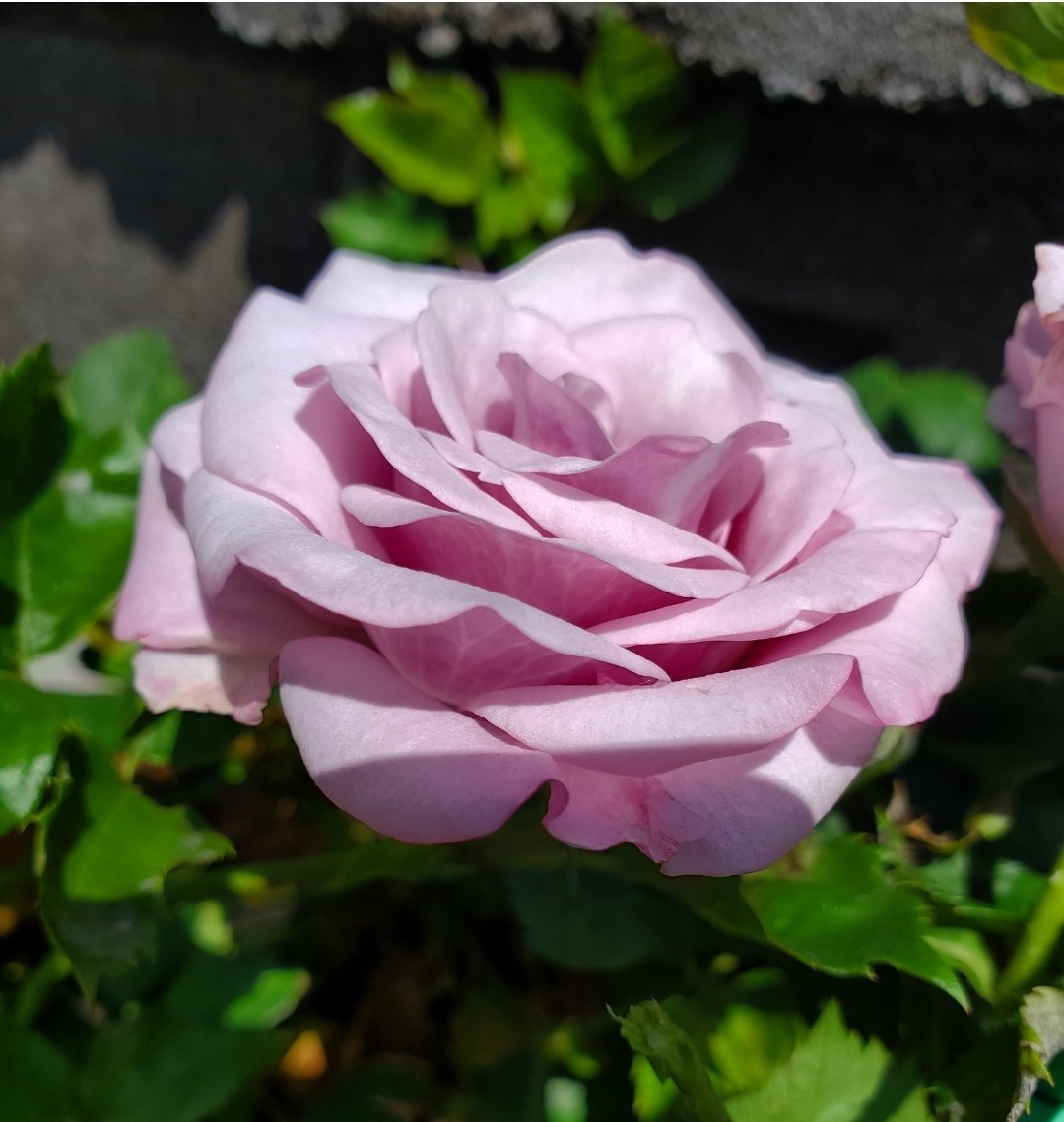 Pink Rose Bloom