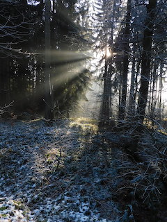 Sunlight beams streaming through dark evergreen forest with frost-covered ground and fallen log on forest path