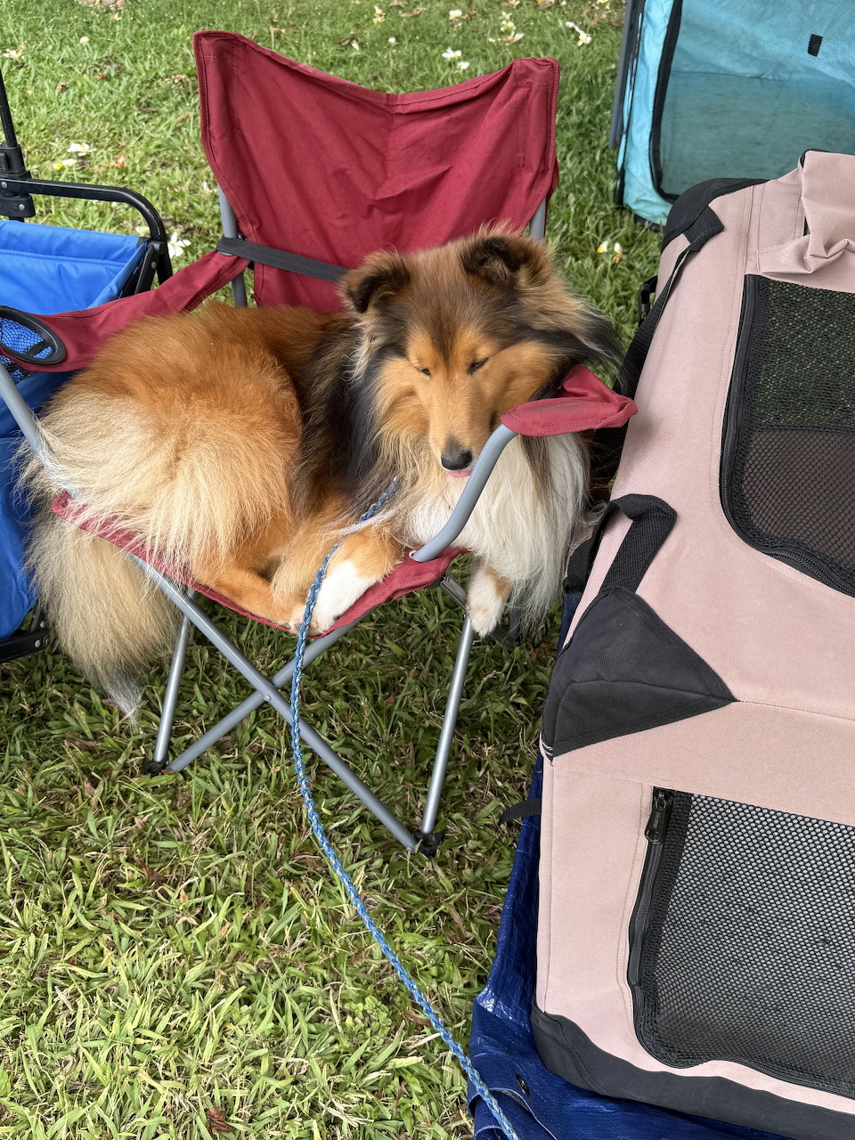 Fluffy Shetland Sheepdog lying in a red folding chair on grass beside a pet crate